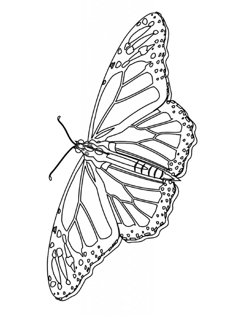 Butterflies Coloring Pages for Adults 113