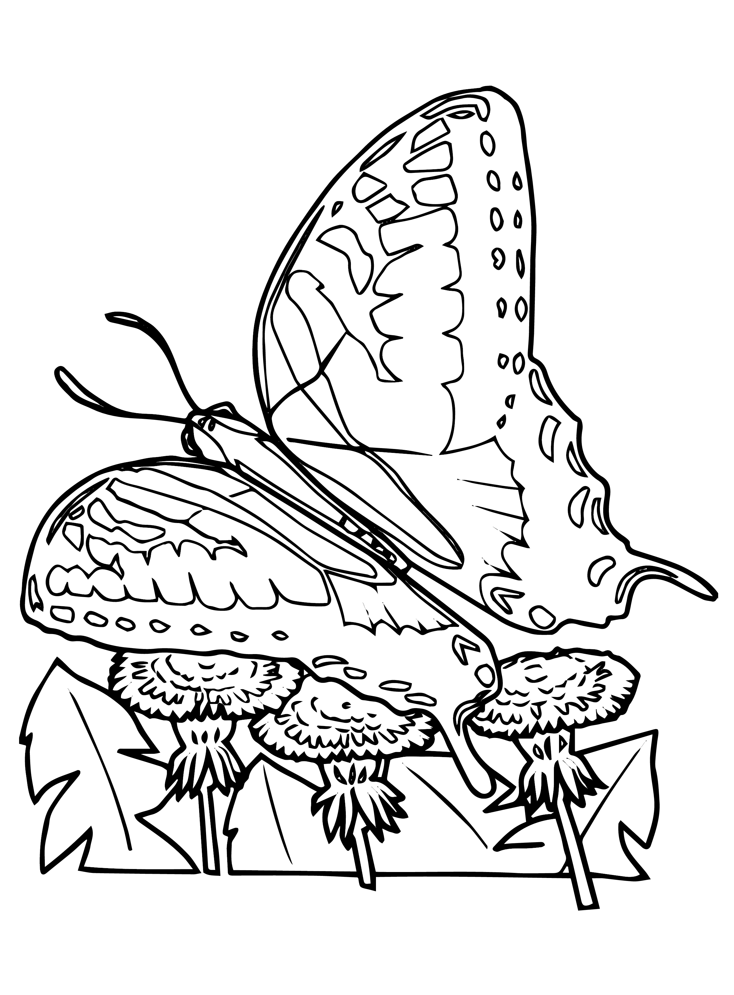 Butterflies Coloring Pages for Adults 114