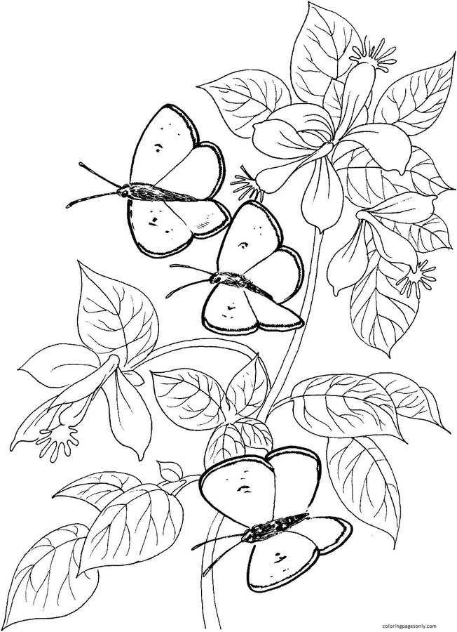 Butterflies Coloring Pages for Adults 117