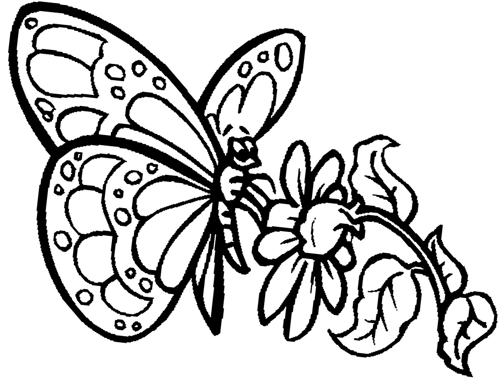 Butterflies Coloring Pages for Adults 14