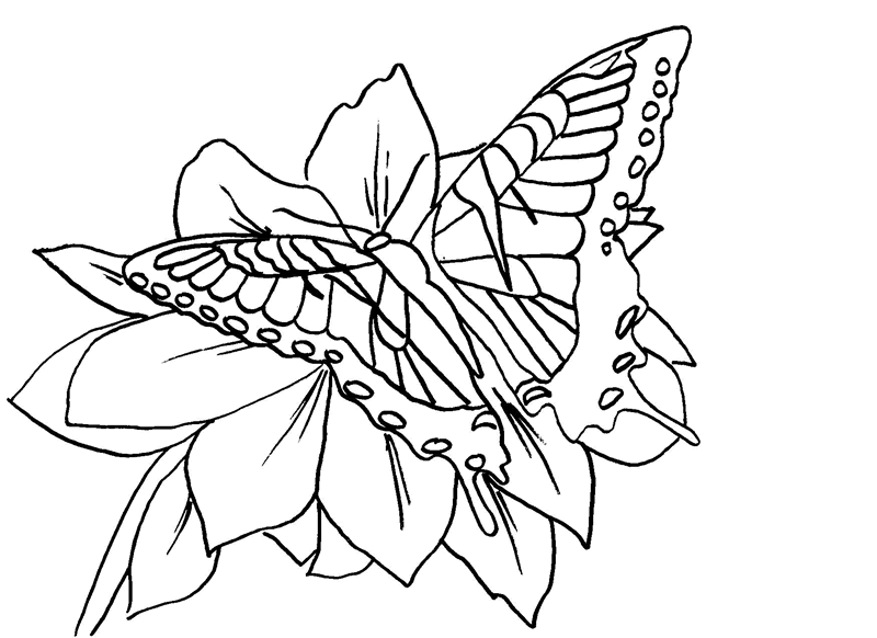 Butterflies Coloring Pages for Adults 146