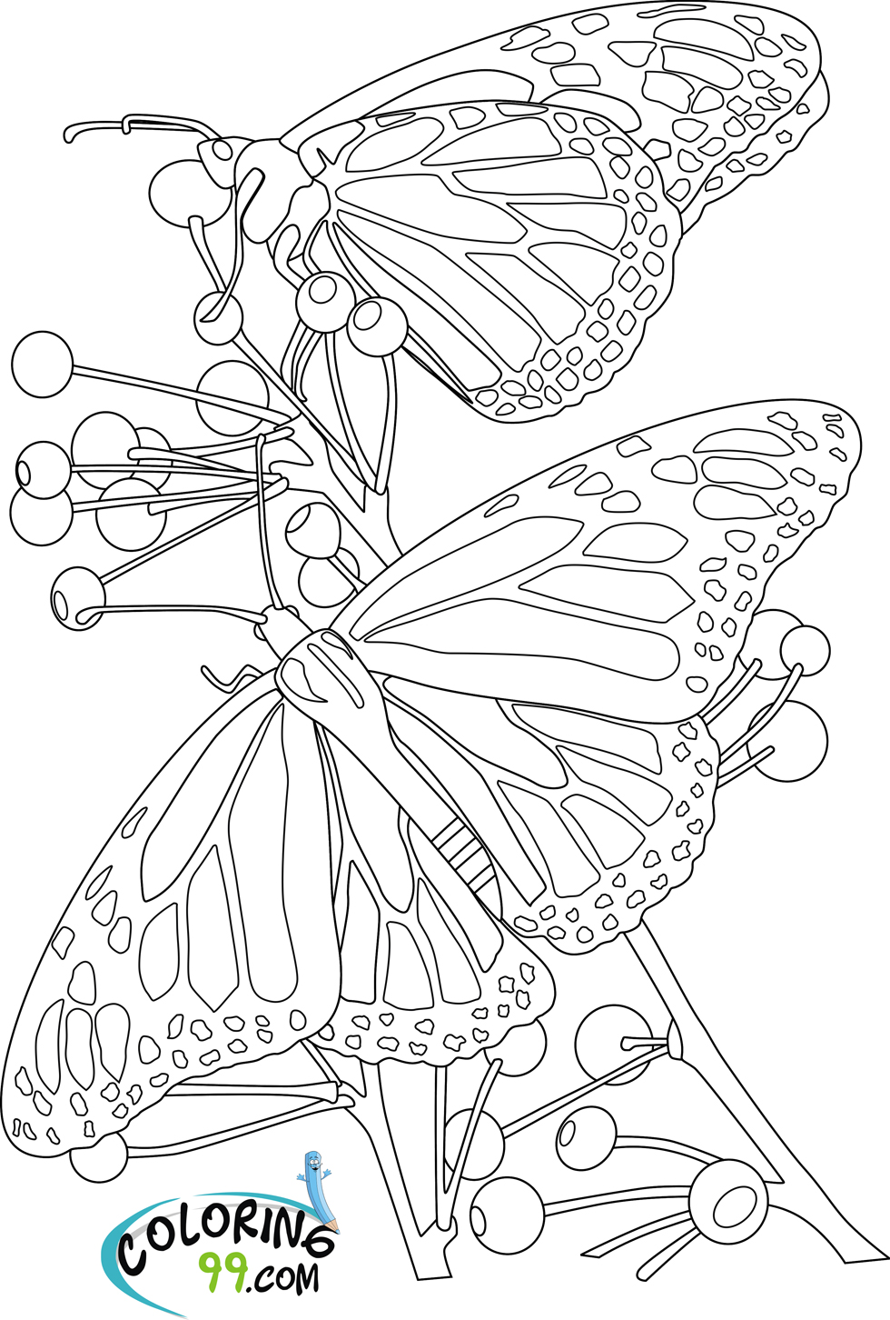 Butterflies Coloring Pages for Adults 164