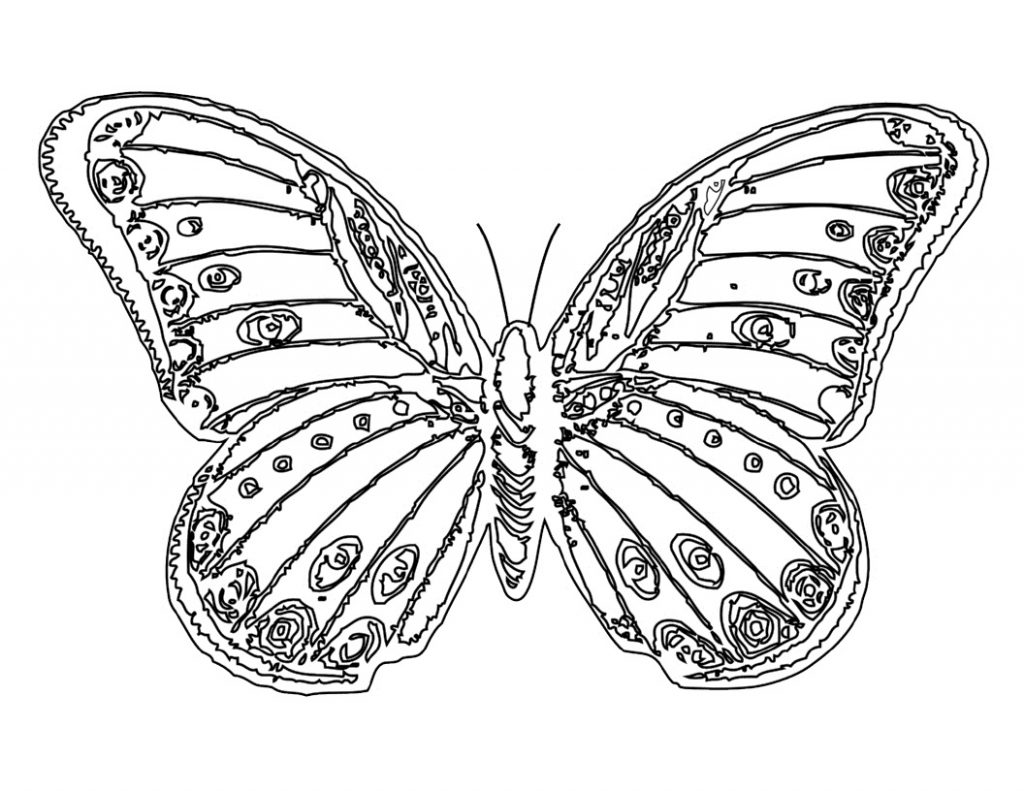 Butterflies Coloring Pages for Adults 171