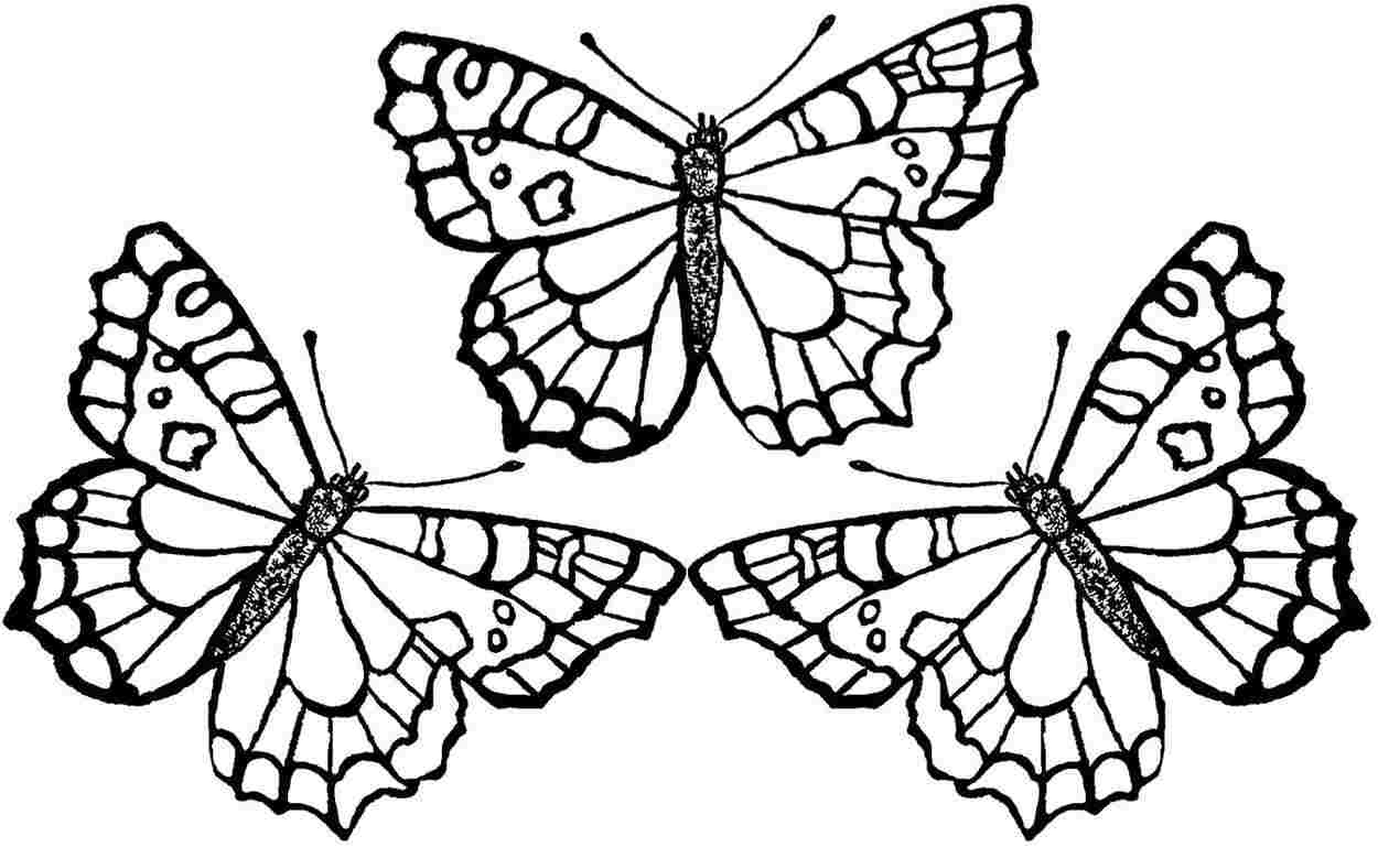 Butterflies Coloring Pages for Adults 175