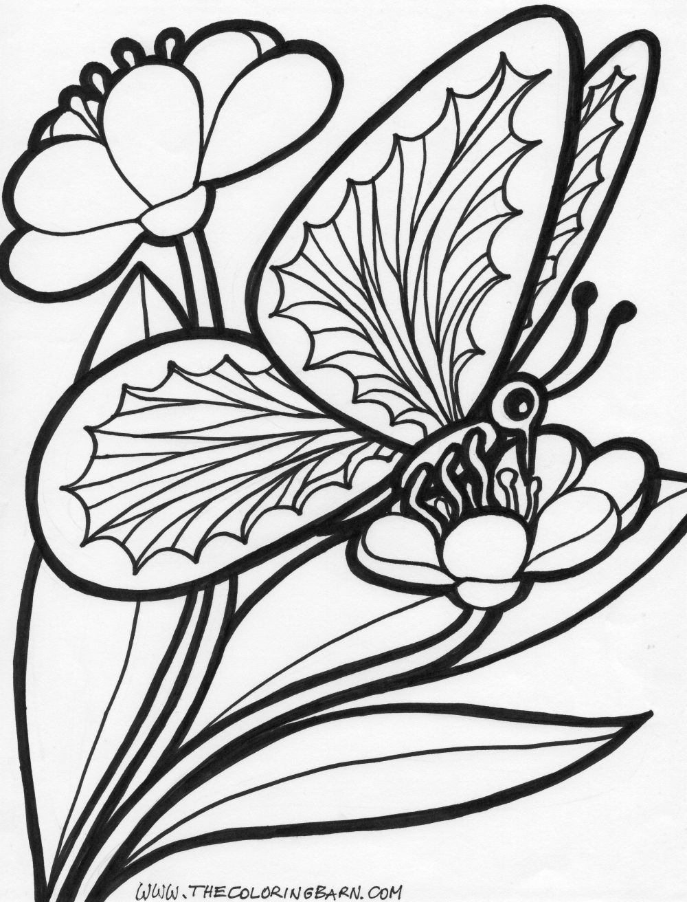 Butterflies Coloring Pages for Adults 18