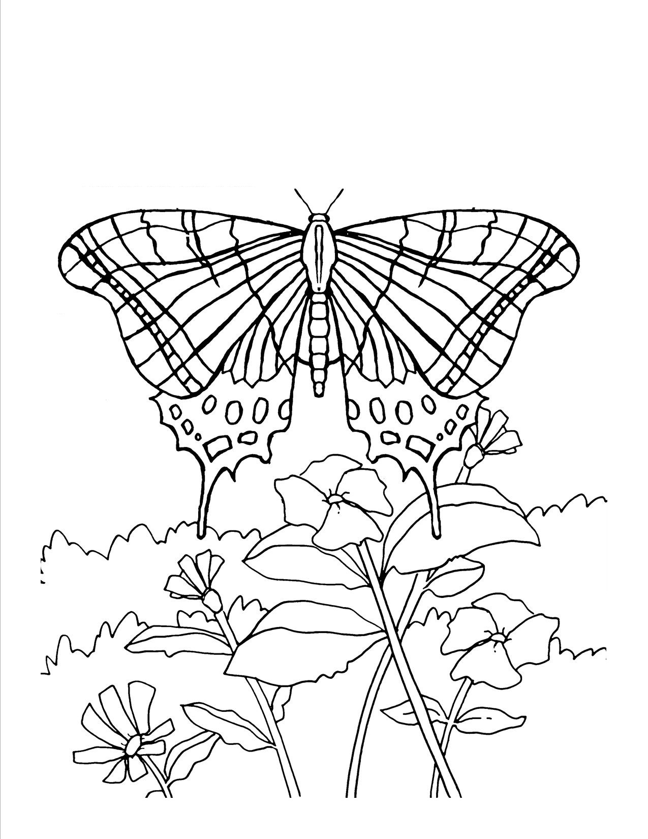 Butterflies Coloring Pages for Adults 46