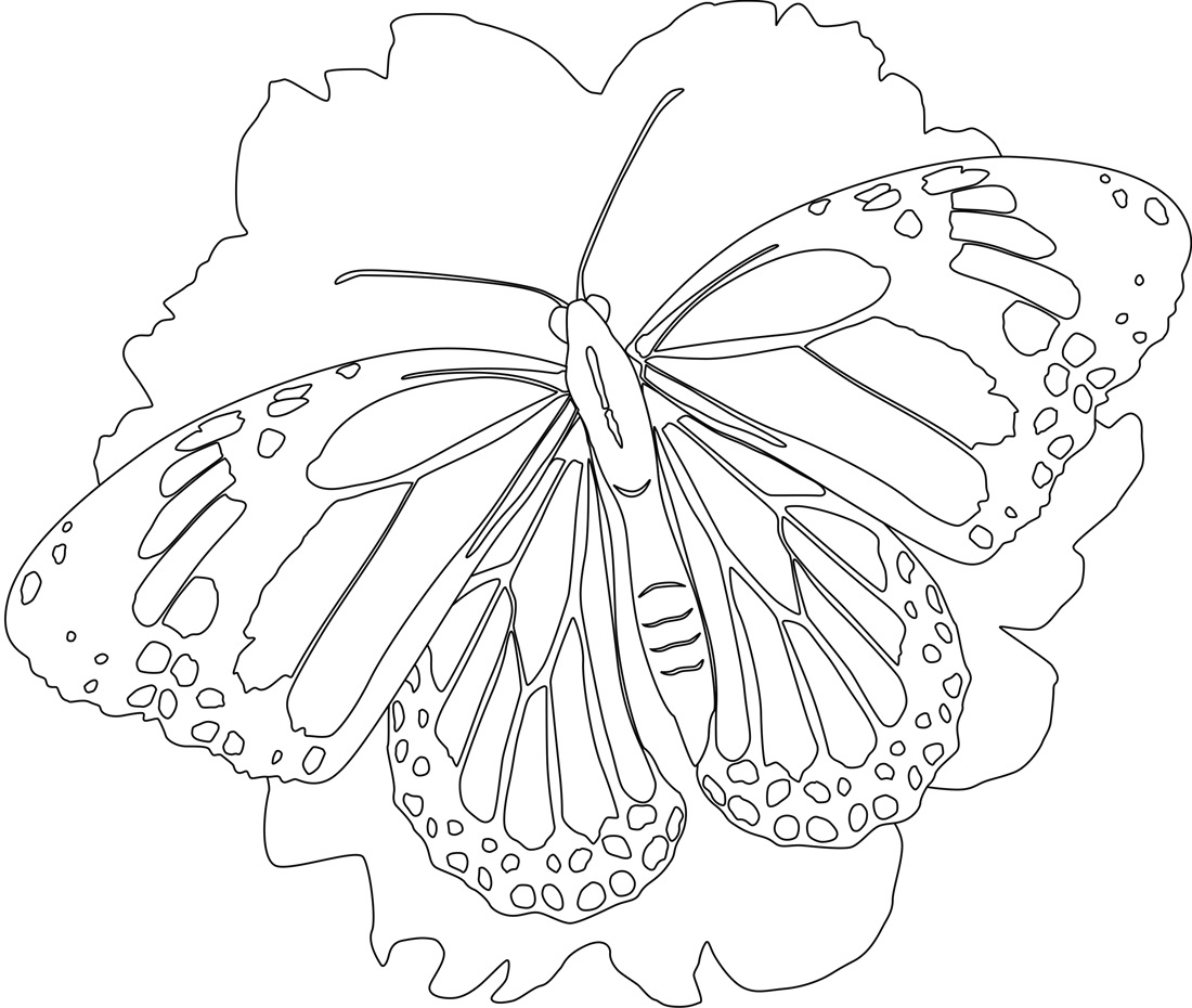 Butterflies Coloring Pages for Adults 61