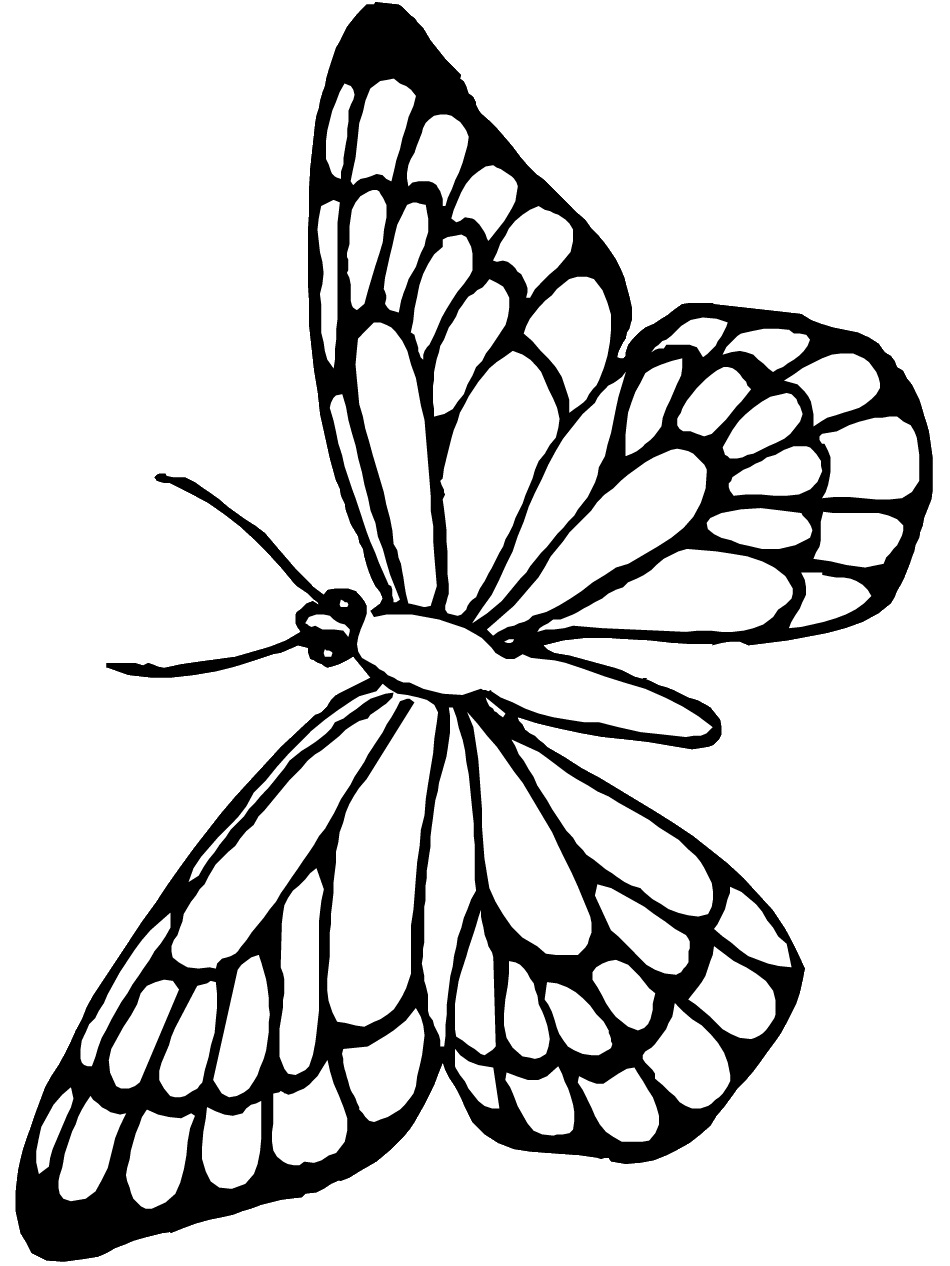 Butterflies Coloring Pages for Adults 65