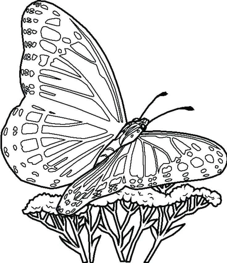 Butterflies Coloring Pages for Adults 71