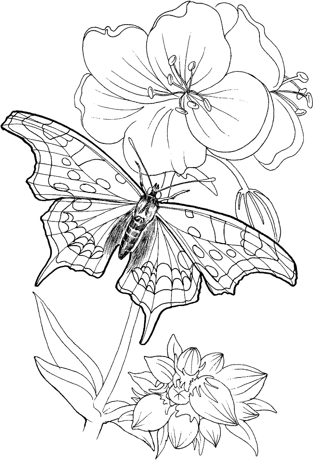 Butterflies Coloring Pages for Adults 72