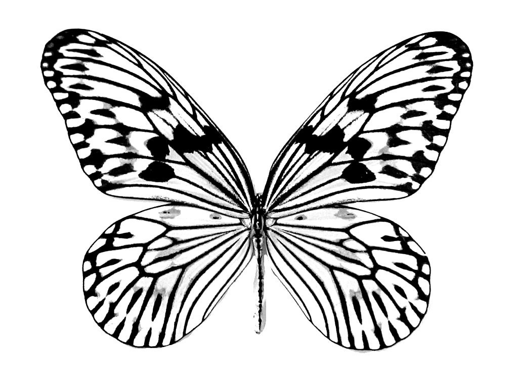 Butterflies Coloring Pages for Adults 73