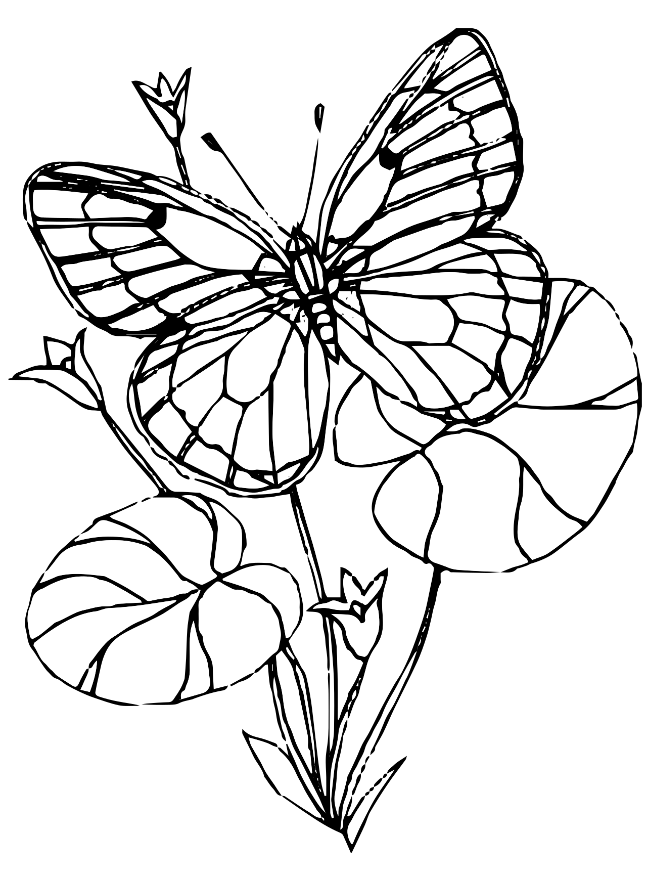 Butterflies Coloring Pages for Adults 89