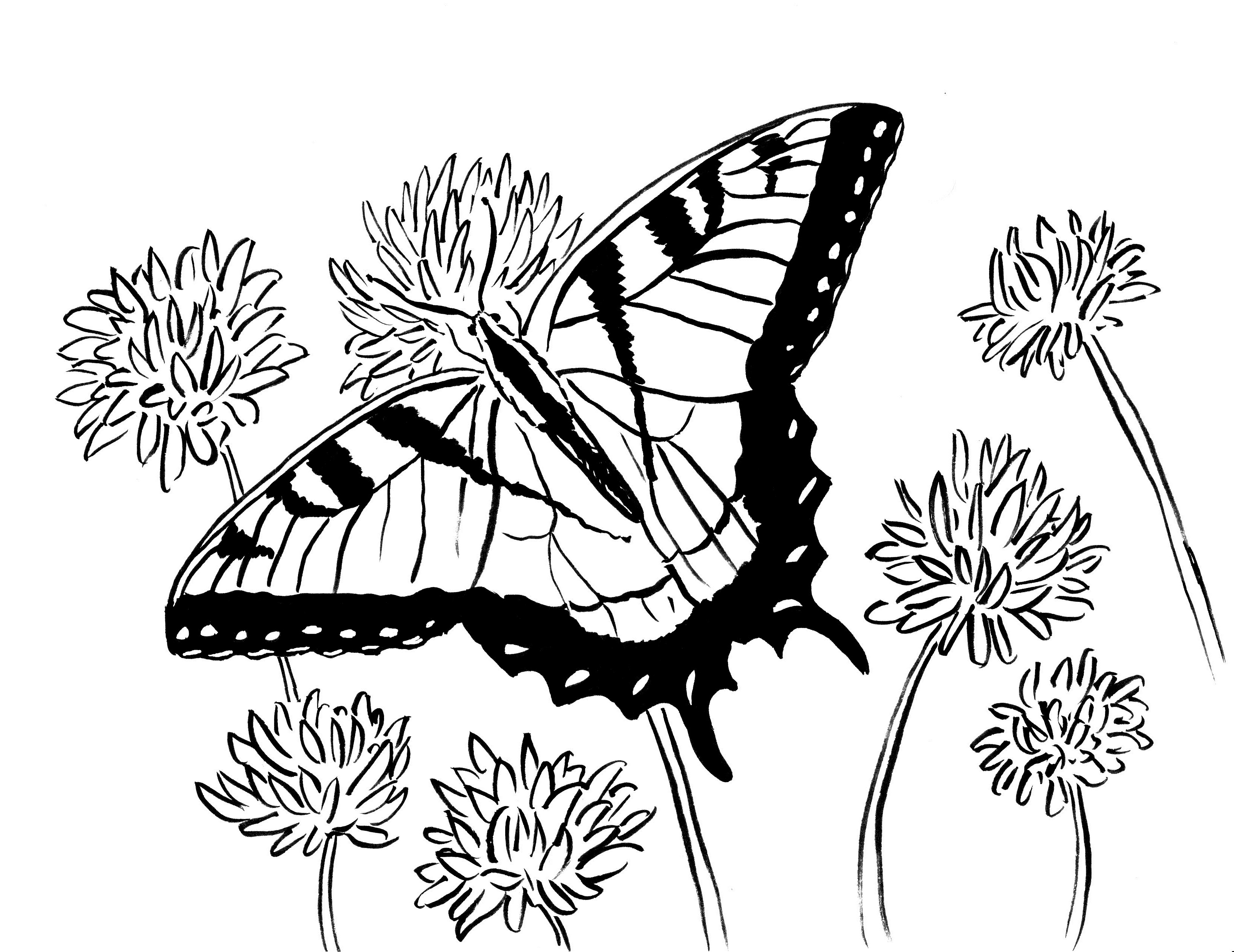 Butterflies Coloring Pages for Adults 99