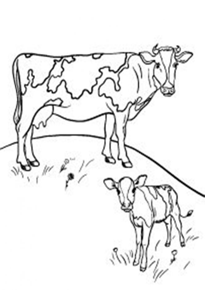 Cow Coloring Pages for Kids Printable 28