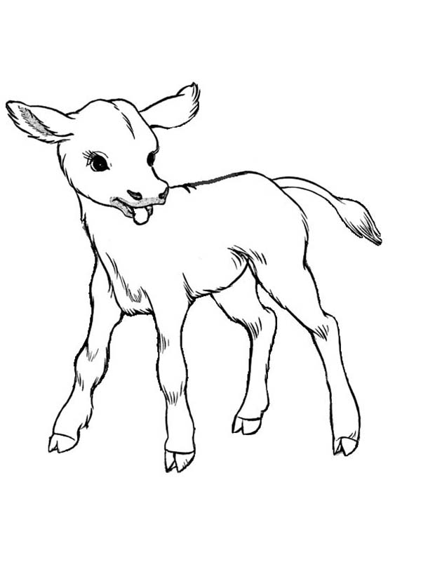 Cow Coloring Pages for Kids Printable 29