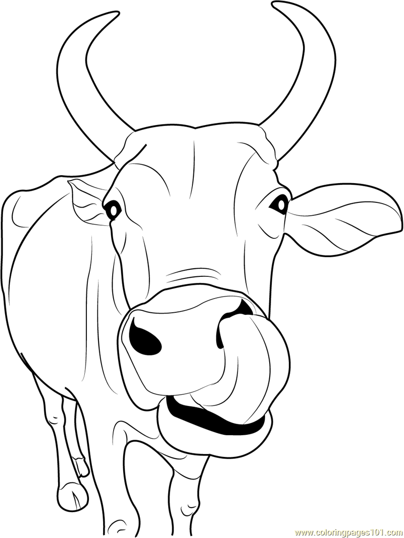 Cow Coloring Pages for Kids Printable 63