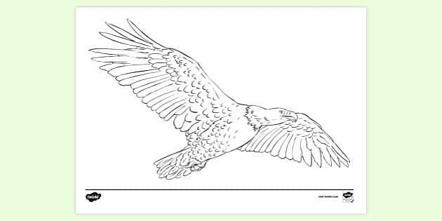 Eagle Coloring Page Printable # 105