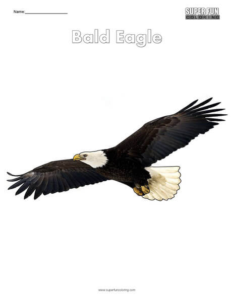 Eagle Coloring Page Printable # 128