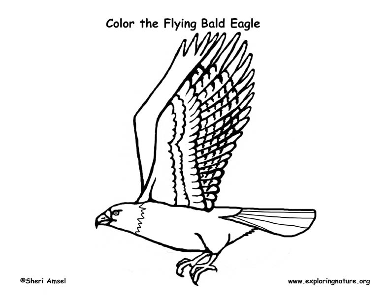 Eagle Coloring Page Printable # 136