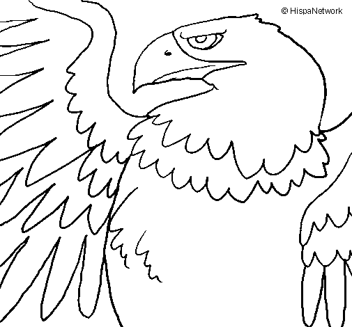 Eagle Coloring Page Printable # 143