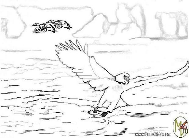 Eagle Coloring Page Printable # 160