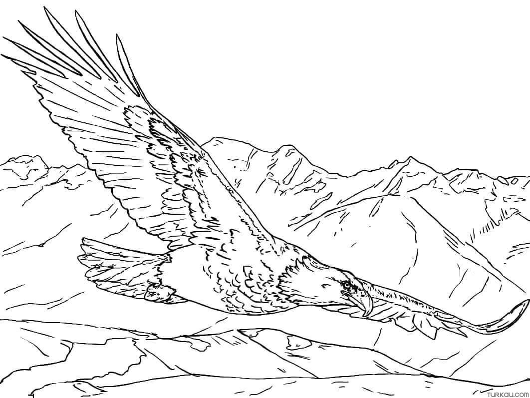 Eagle Coloring Page Printable # 164