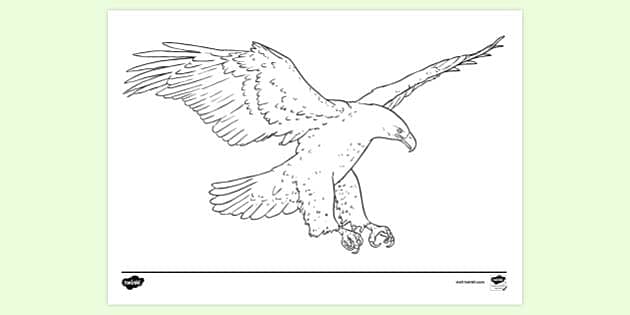 Eagle Coloring Page Printable # 173