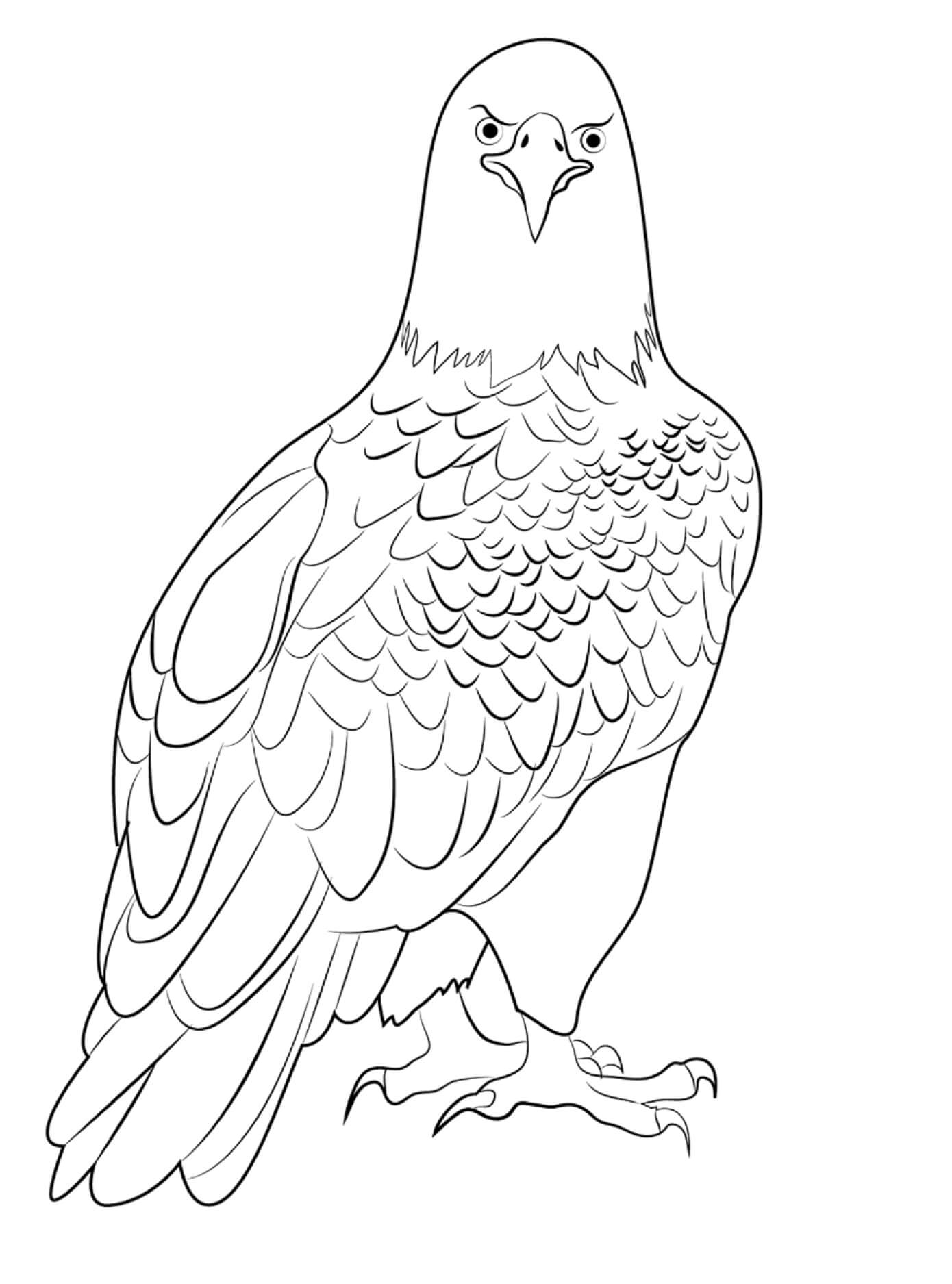 Eagle Coloring Page Printable # 180