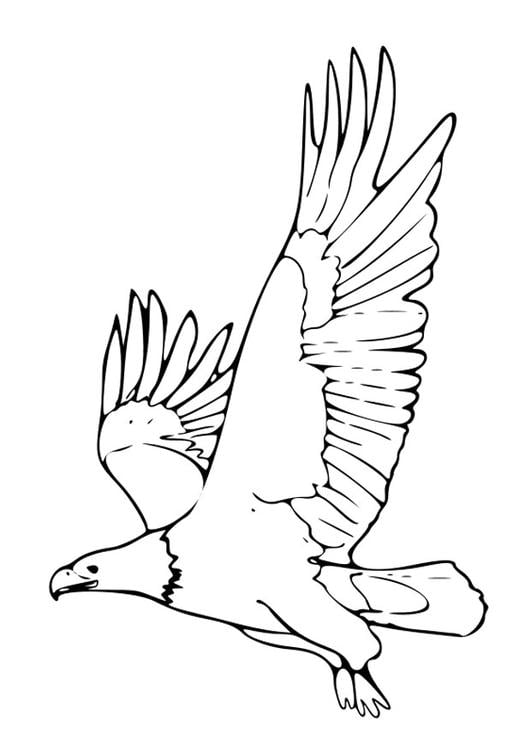 Eagle Coloring Page Printable # 182