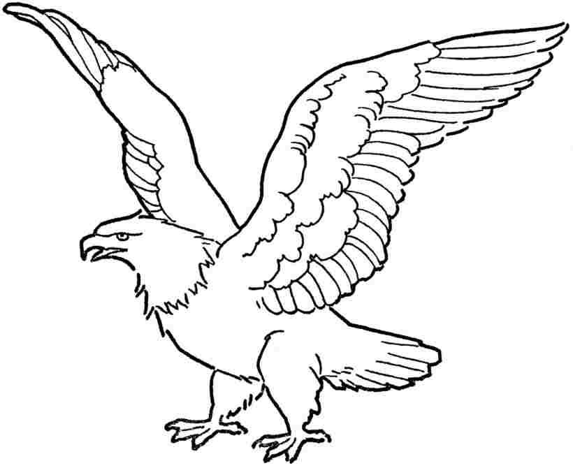 Eagle Coloring Page Printable # 191