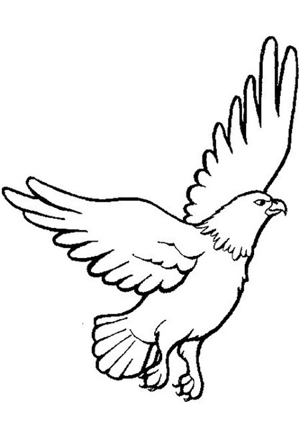 Eagle Coloring Page Printable # 72