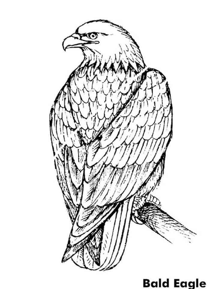 Eagle Coloring Page Printable # 85