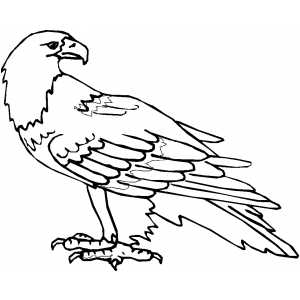 Eagle Coloring Page Printable # 86