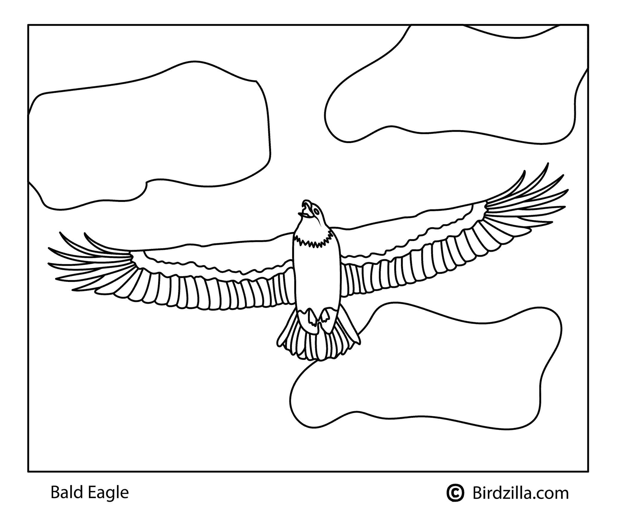 Eagle Coloring Page Printable # 89