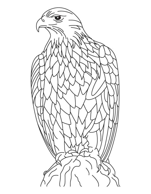 Eagle Coloring Page Printable # 95