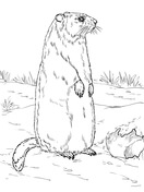 160 Groundhog Day Coloring Pages: Free Printables for a Fun Day 78