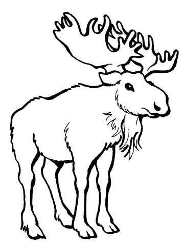 200+ Deer Coloring Pages for Adults: Explore Your Creativity 102