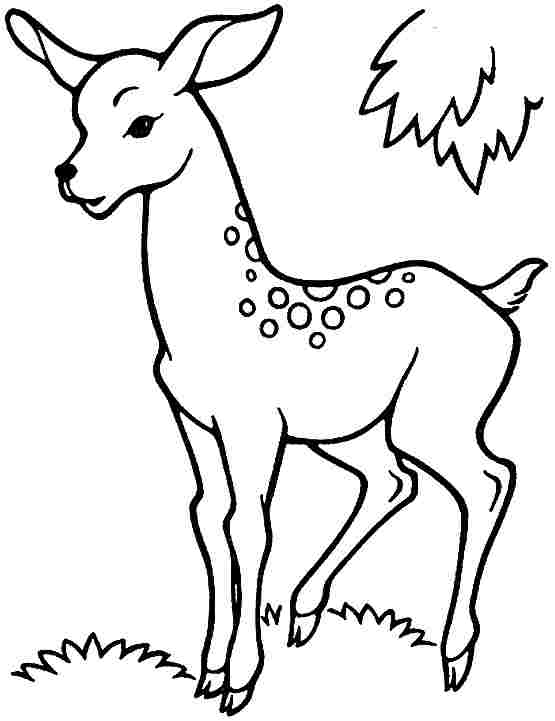 200+ Deer Coloring Pages for Adults: Explore Your Creativity 122