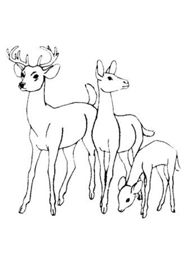 200+ Deer Coloring Pages for Adults: Explore Your Creativity 143