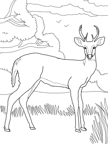 200+ Deer Coloring Pages for Adults: Explore Your Creativity 150