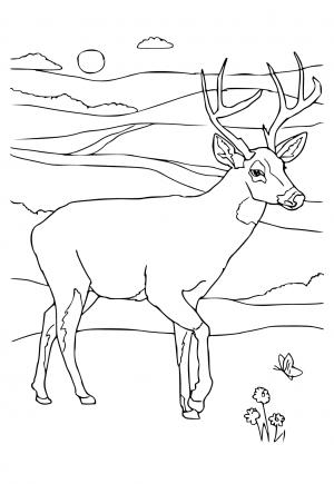 200+ Deer Coloring Pages for Adults: Explore Your Creativity 151