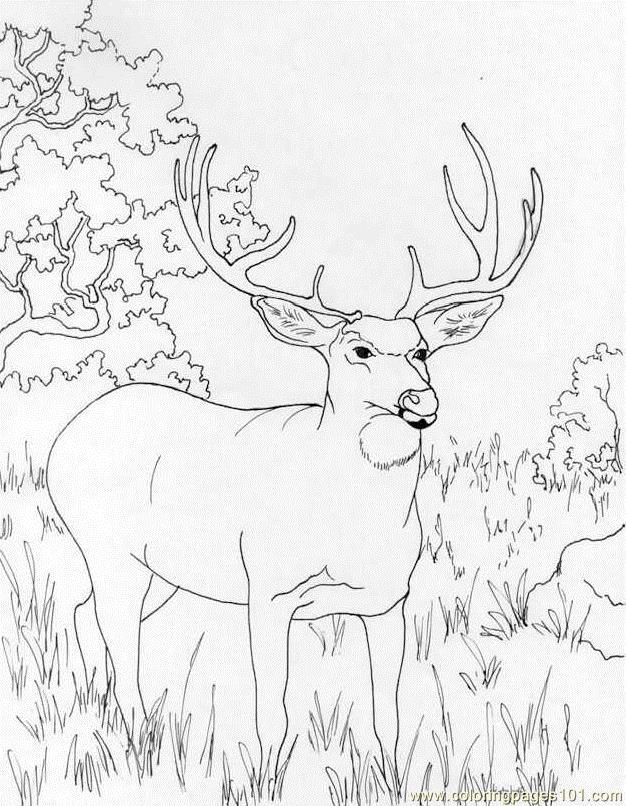 200+ Deer Coloring Pages for Adults: Explore Your Creativity 171