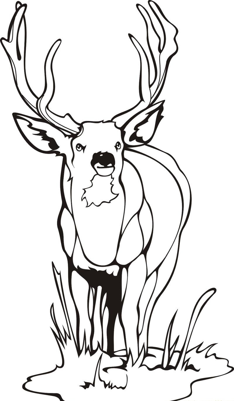 200+ Deer Coloring Pages for Adults: Explore Your Creativity 180