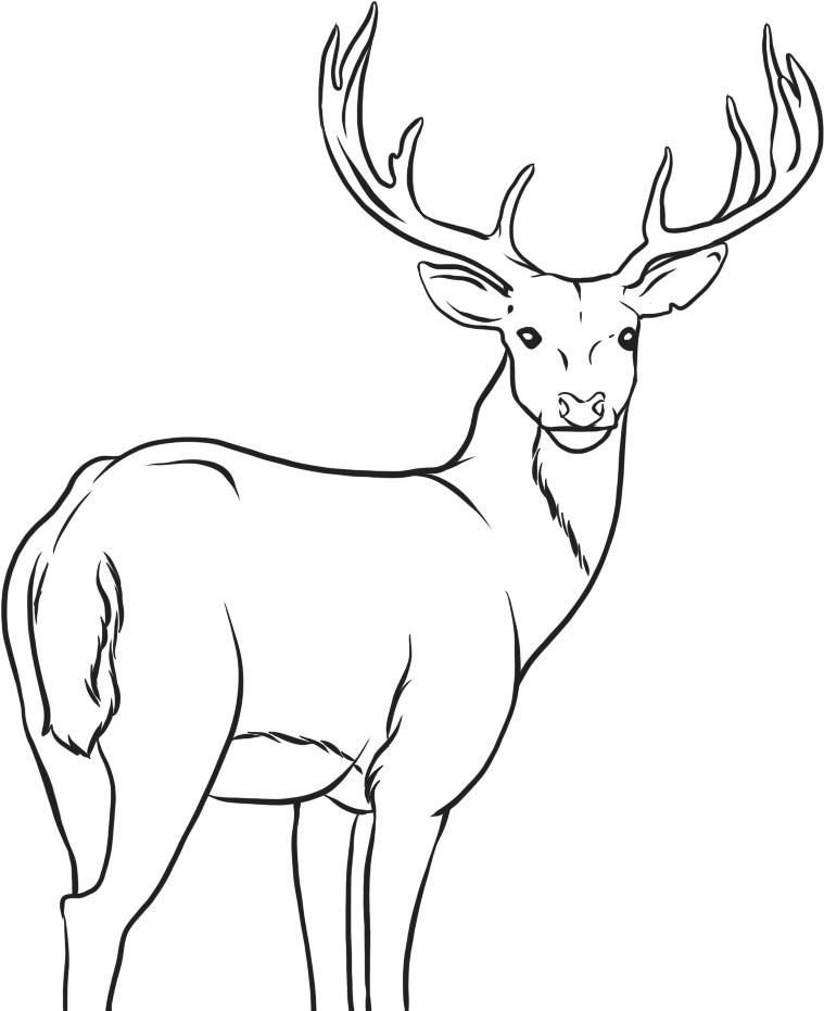 200+ Deer Coloring Pages for Adults: Explore Your Creativity 181