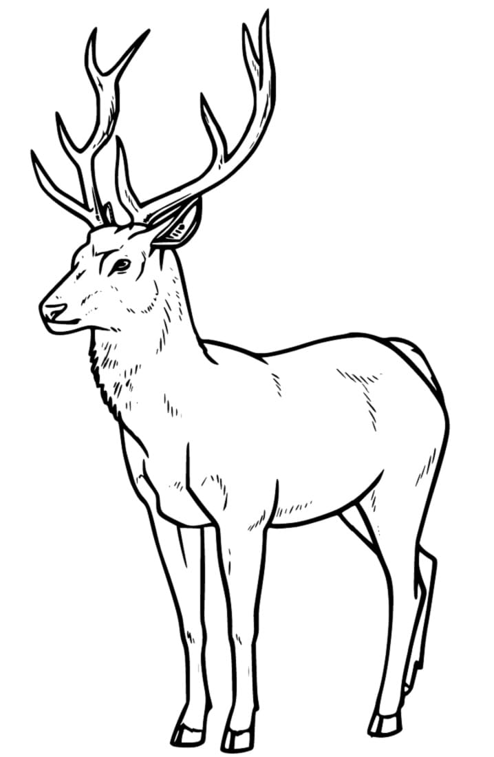 200+ Deer Coloring Pages for Adults: Explore Your Creativity 2