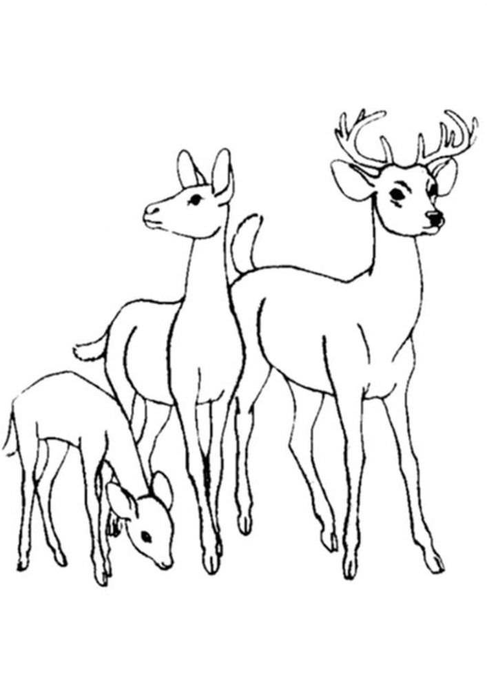 200+ Deer Coloring Pages for Adults: Explore Your Creativity 24