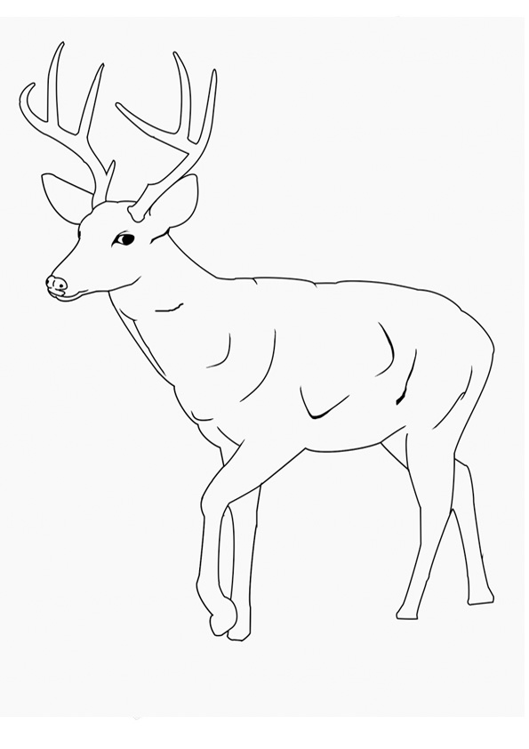 200+ Deer Coloring Pages for Adults: Explore Your Creativity 43