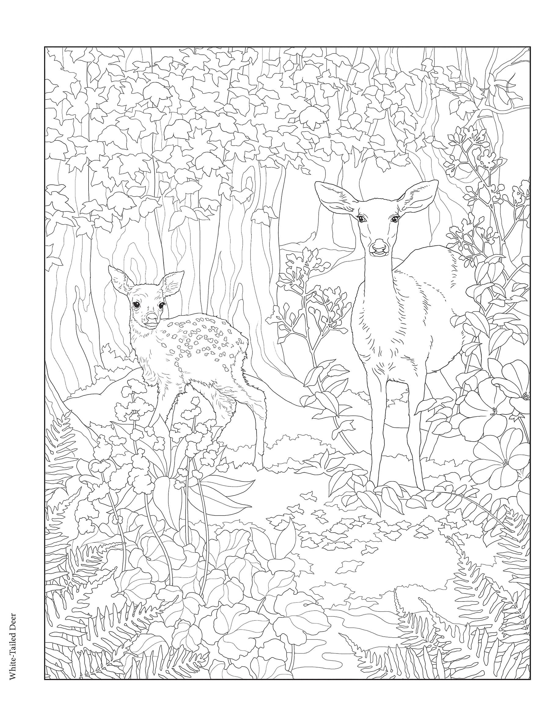 200+ Deer Coloring Pages for Adults: Explore Your Creativity 50