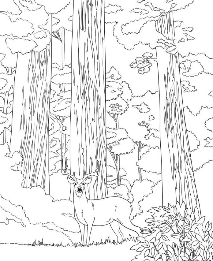 200+ Deer Coloring Pages for Adults: Explore Your Creativity 54