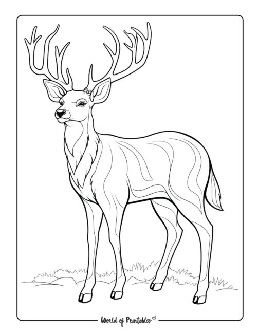 200+ Deer Coloring Pages for Adults: Explore Your Creativity 6